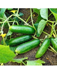 PEPINO DE ENSALADA Bono 2