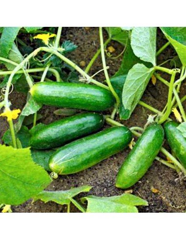 PEPINO DE ENSALADA Bono