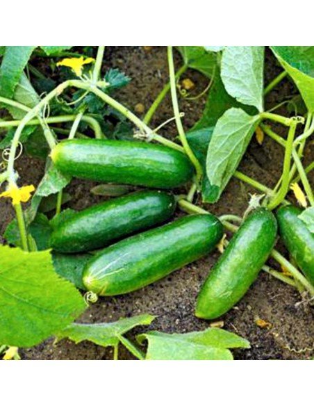 PEPINO DE ENSALADA Bono