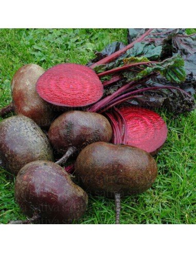 REMOLACHA Chata de Egipto