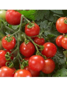 TOMATE CHERRY Red Cherry Large 2