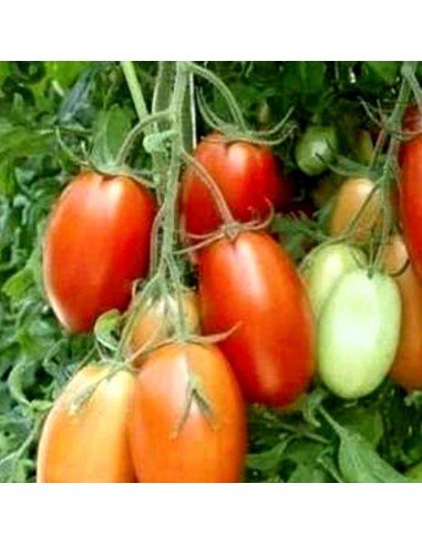 TOMATE OVOIDE Rio Grande