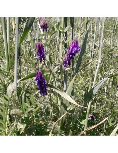 ABONO VERDE Centeno y Vicia (mezcla)