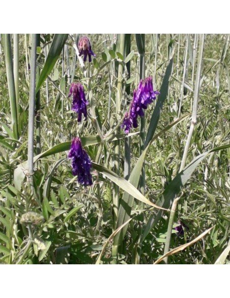 ABONO VERDE Centeno y Vicia (mezcla)