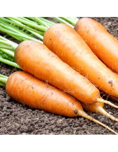 ZANAHORIA CHANTENAY Corazón Rojo