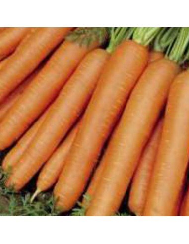 ZANAHORIA NANTESA Dolciva Ks