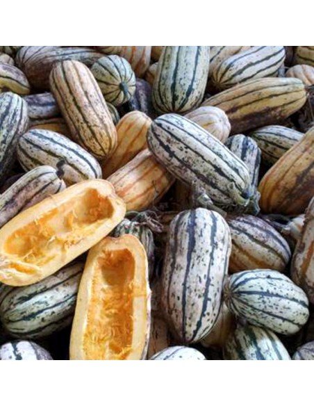 ZAPALLO ARBUSTIVO Delicata Arbustivo