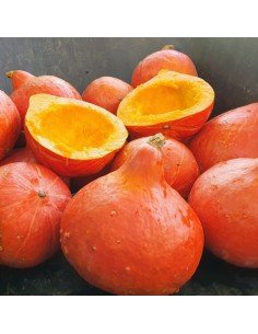 ZAPALLO HOKKAIDO Kuri Rojo 2