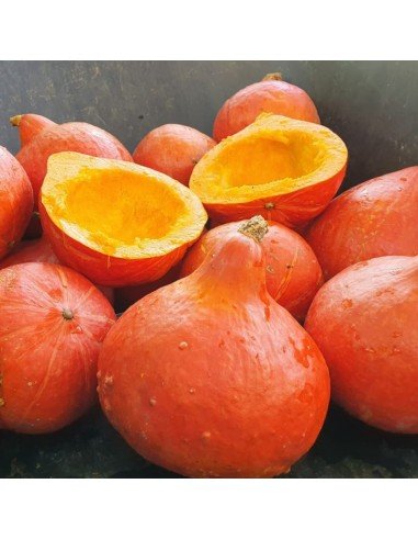 ZAPALLO HOKKAIDO Kuri Rojo ZAPALLO HOKKAIDO Kuri Rojo
