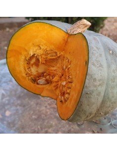 ZAPALLO TETSUKABUTO Pecas Inta 2