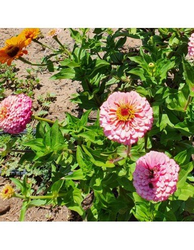 ZINNIA Mix