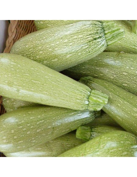 ZUCCHINI Grey