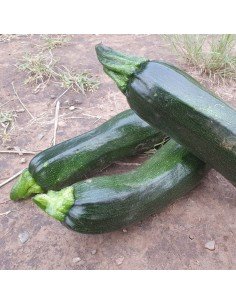 ZUCCHINI Serafina 2