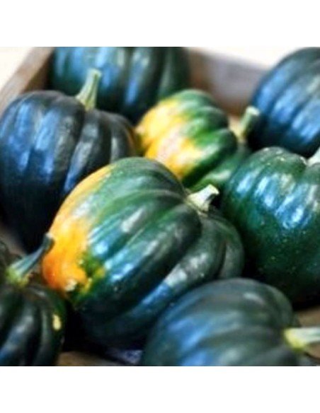 ZAPALLO BELLOTA Table queen