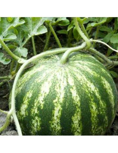 SANDIA Crimson Sweet SANDIA Crimson Sweet