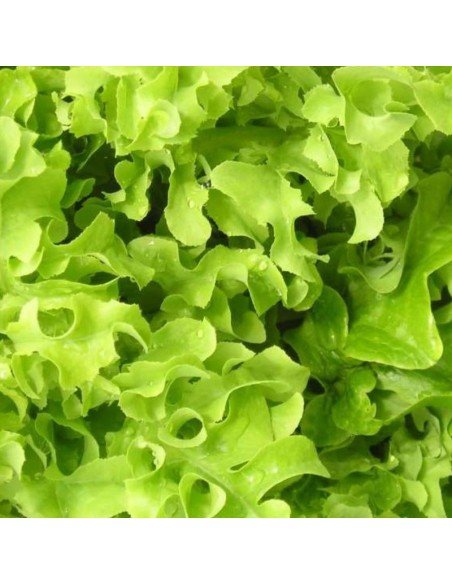 LECHUGA CRESPA Grand Rapids