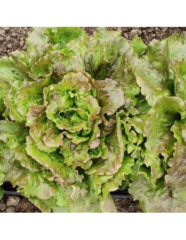 LECHUGA MANTECOSA Maravilla de verano