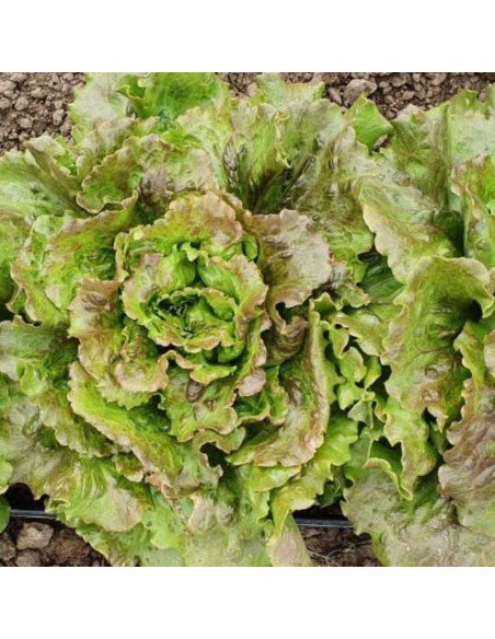 LECHUGA MANTECOSA Maravilla de verano