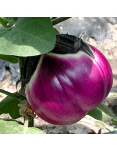 BERENJENA Rotonda Bianca Sfumata di rosa