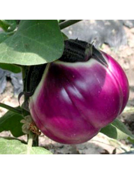 BERENJENA Rotonda Bianca Sfumata di rosa