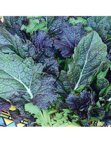 MOSTAZA DE HOJA Lengua de Dragón