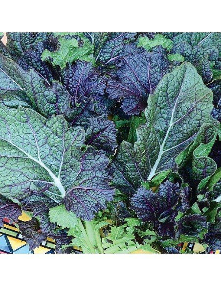 MOSTAZA DE HOJA Lengua de Dragón