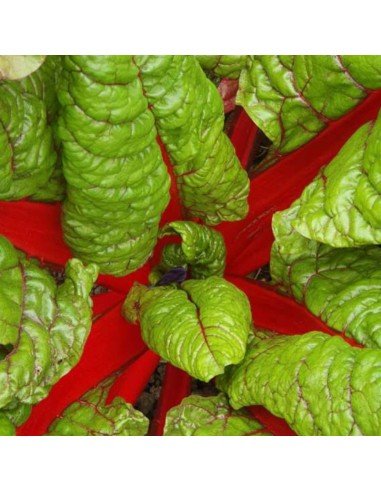 ACELGA ROJA Feurio