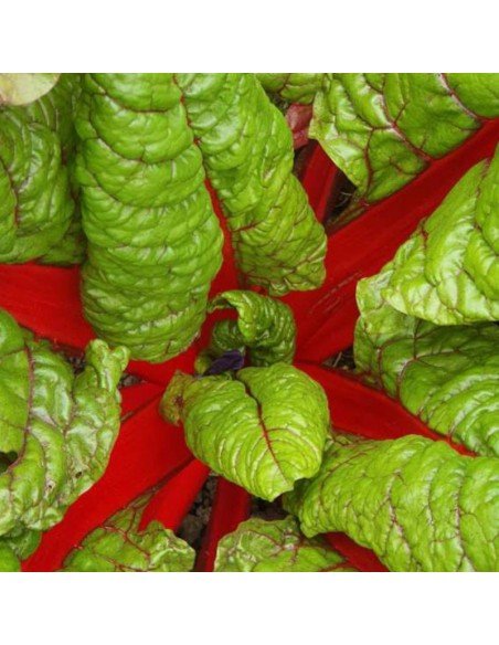 ACELGA ROJA Feurio
