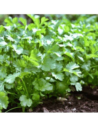 CILANTRO Común