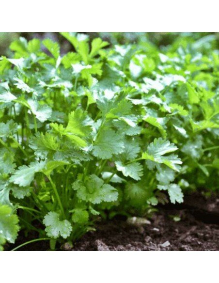 CILANTRO Común