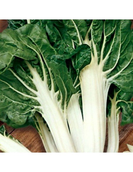 ACELGA VERDE de Penca Ancha Blanca