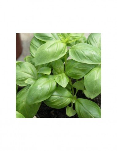 ALBAHACA Hoja Ancha