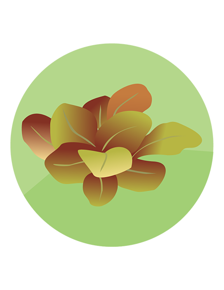 LECHUGA MANTECOSA Maravimor