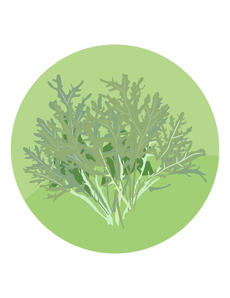 MOSTAZA DE HOJA ORIENTAL Mizuna