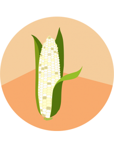 MAIZ DULCE BLANCO Santa Cruz