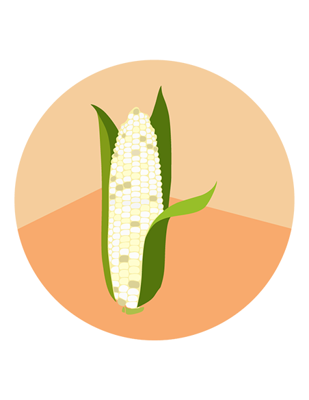 MAIZ DULCE BLANCO Santa Cruz