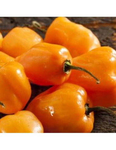 AJI PICANTE habanero