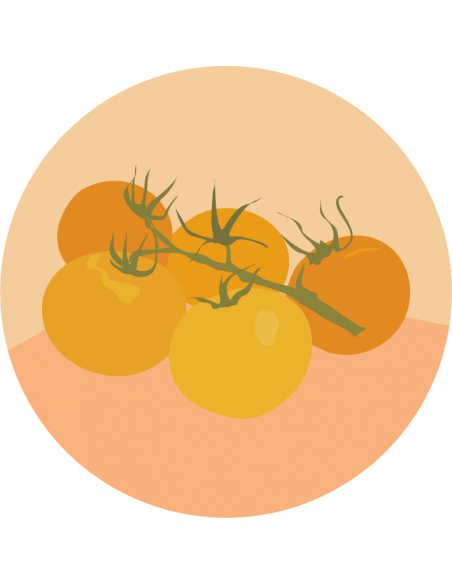 TOMATE CHERRY Amarillo Golden Nugget