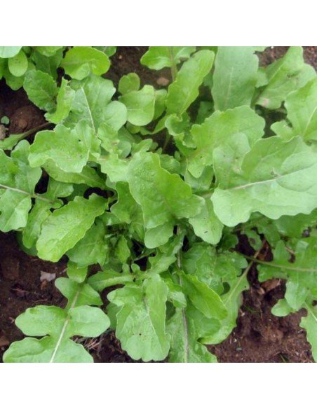 RUCULA Cultivada