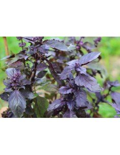 ALBAHACA MORADA deep purple 2