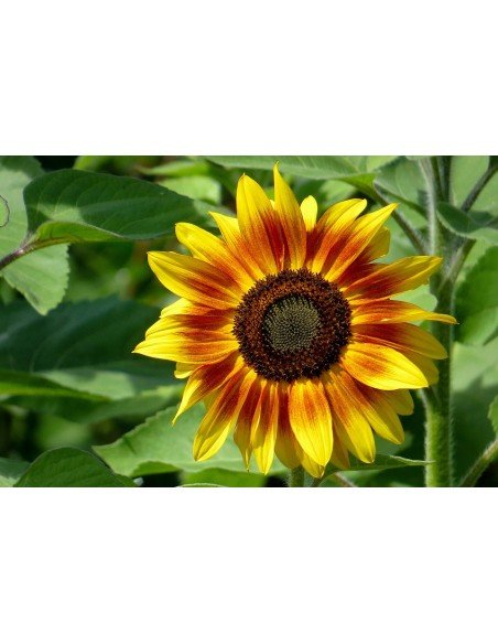 Girasol ring sales