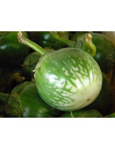 BERENJENA ORIENTAL Petch siam 2