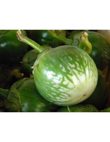 BERENJENA ORIENTAL Petch siam