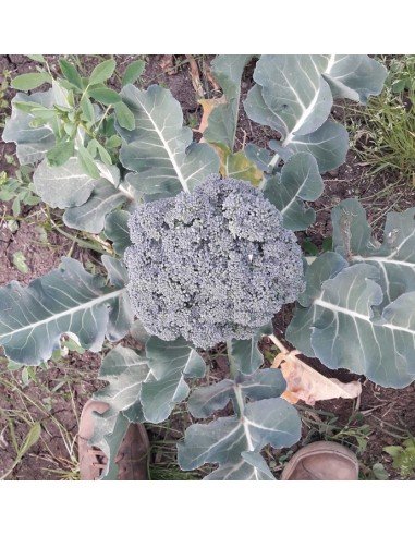BROCOLI Calinaro