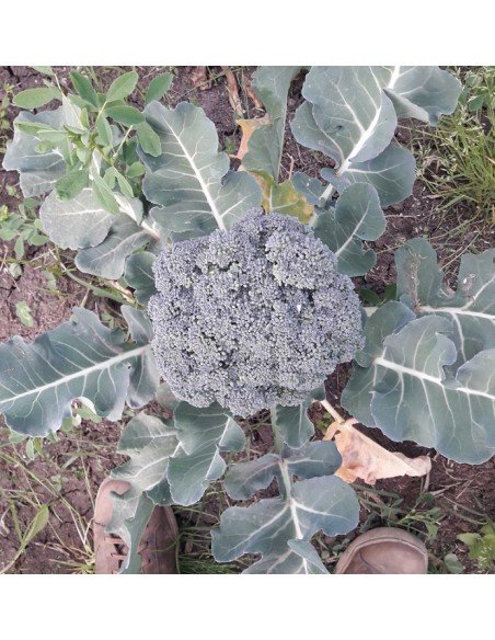 BROCOLI Calinaro