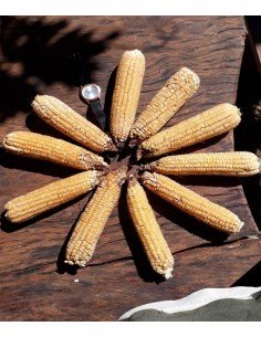 MAIZ DULCE BLANCO Santa Cruz 2