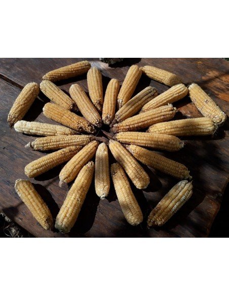 MAIZ DULCE BLANCO Santa Cruz