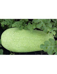 SANDIA Charleston gray 2