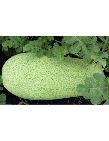 SANDIA Charleston gray