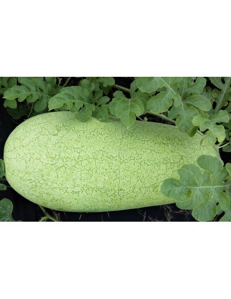 SANDIA Charleston gray